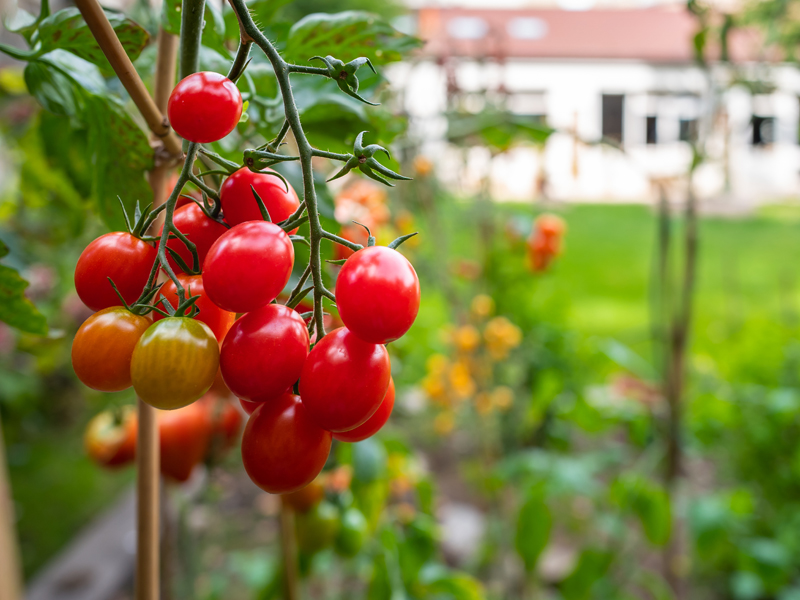 potager2